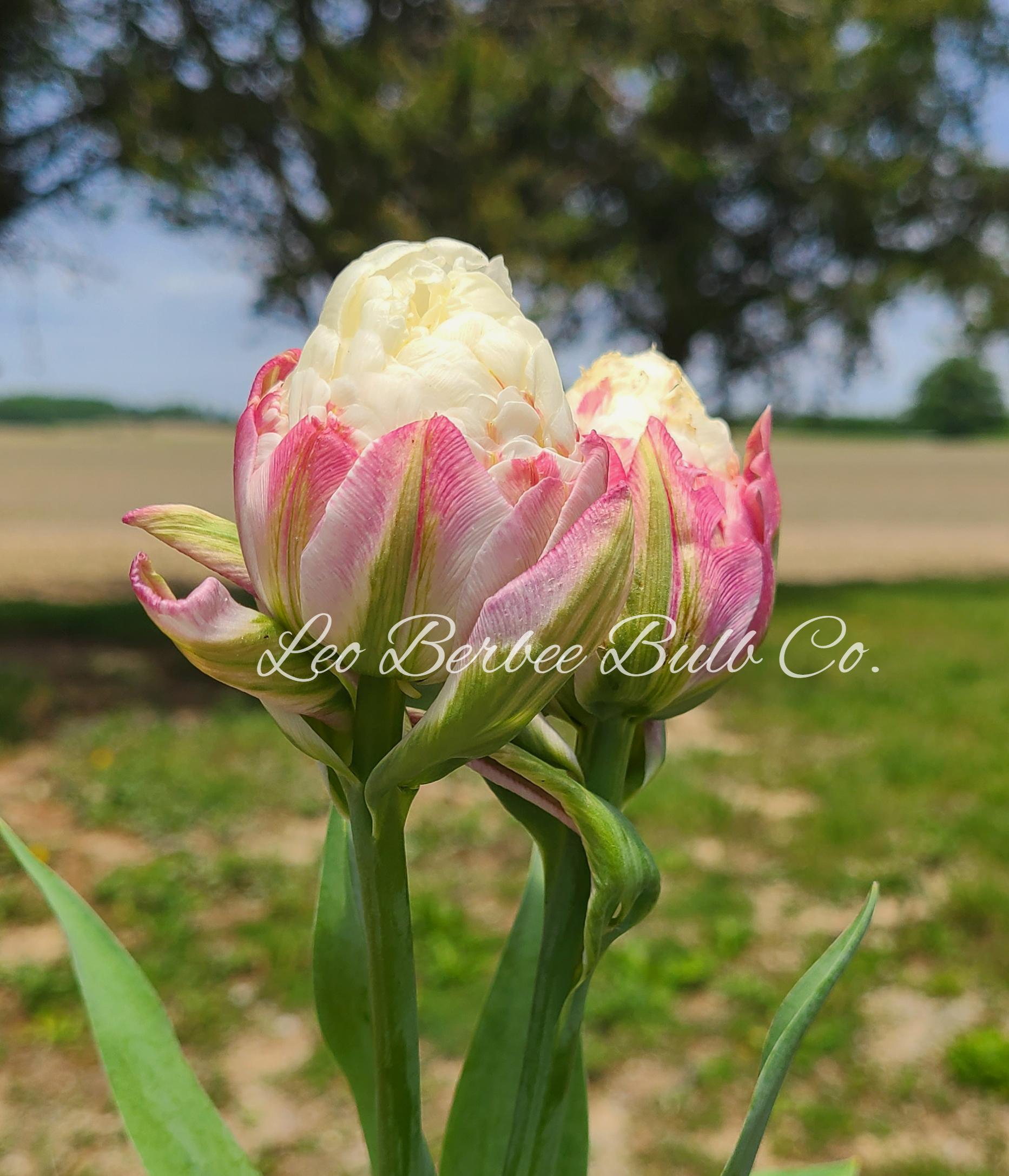 Tulip Double Late 'Ice Cream' - Tulip from Leo Berbee Bulb Company