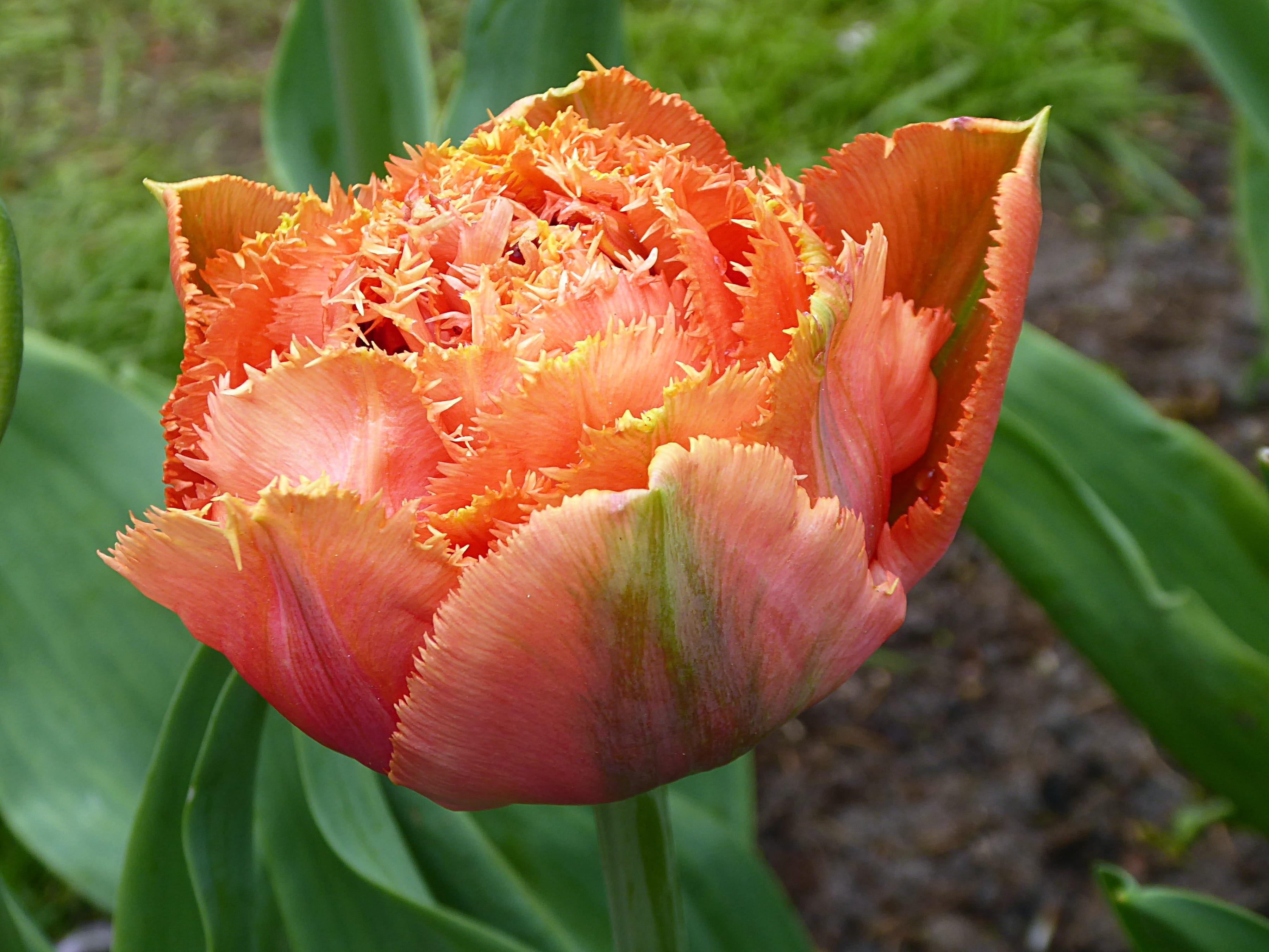 Tulip Fringed 'Royal Centennial (double)' - Fall 2023 Pre-Order from Leo Berbee Bulb Company