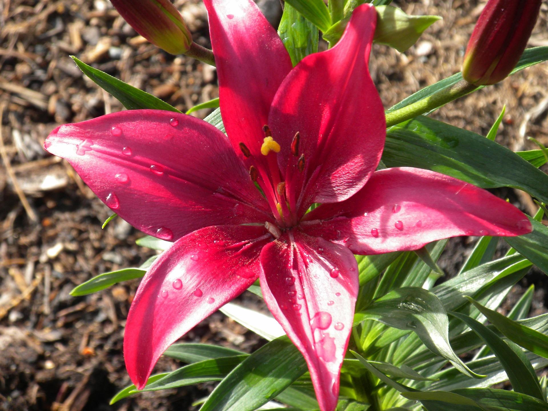 Lilies Asiatic 'Pink County 16/18' - Outdoor Lilies - Pre-Order for 2024 from Leo Berbee Bulb Company