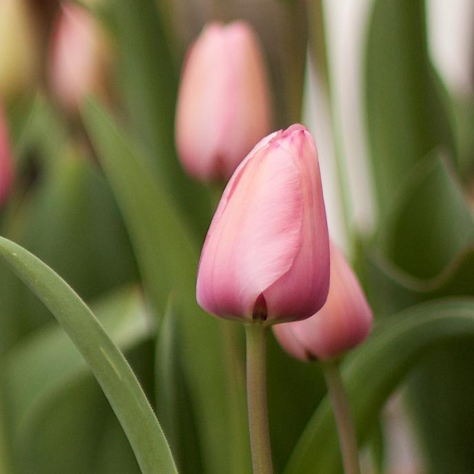 Tulip Darwin Hybrid 'Bella Blush' - Coming Soon for Fall 2024 from Leo Berbee Bulb Company