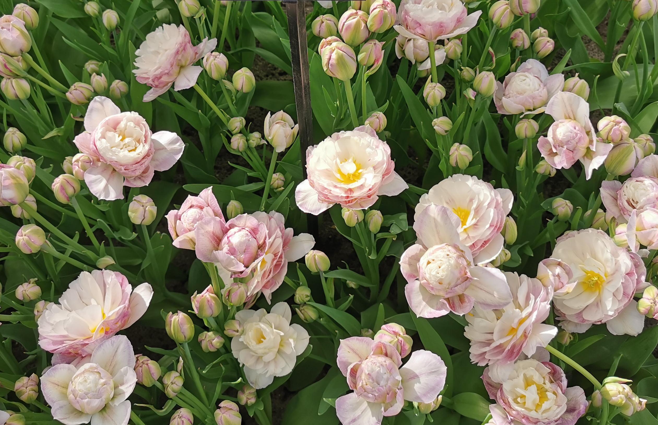 Tulip Double Late 'Double Surprise' - Coming Soon for Fall 2024 from Leo Berbee Bulb Company