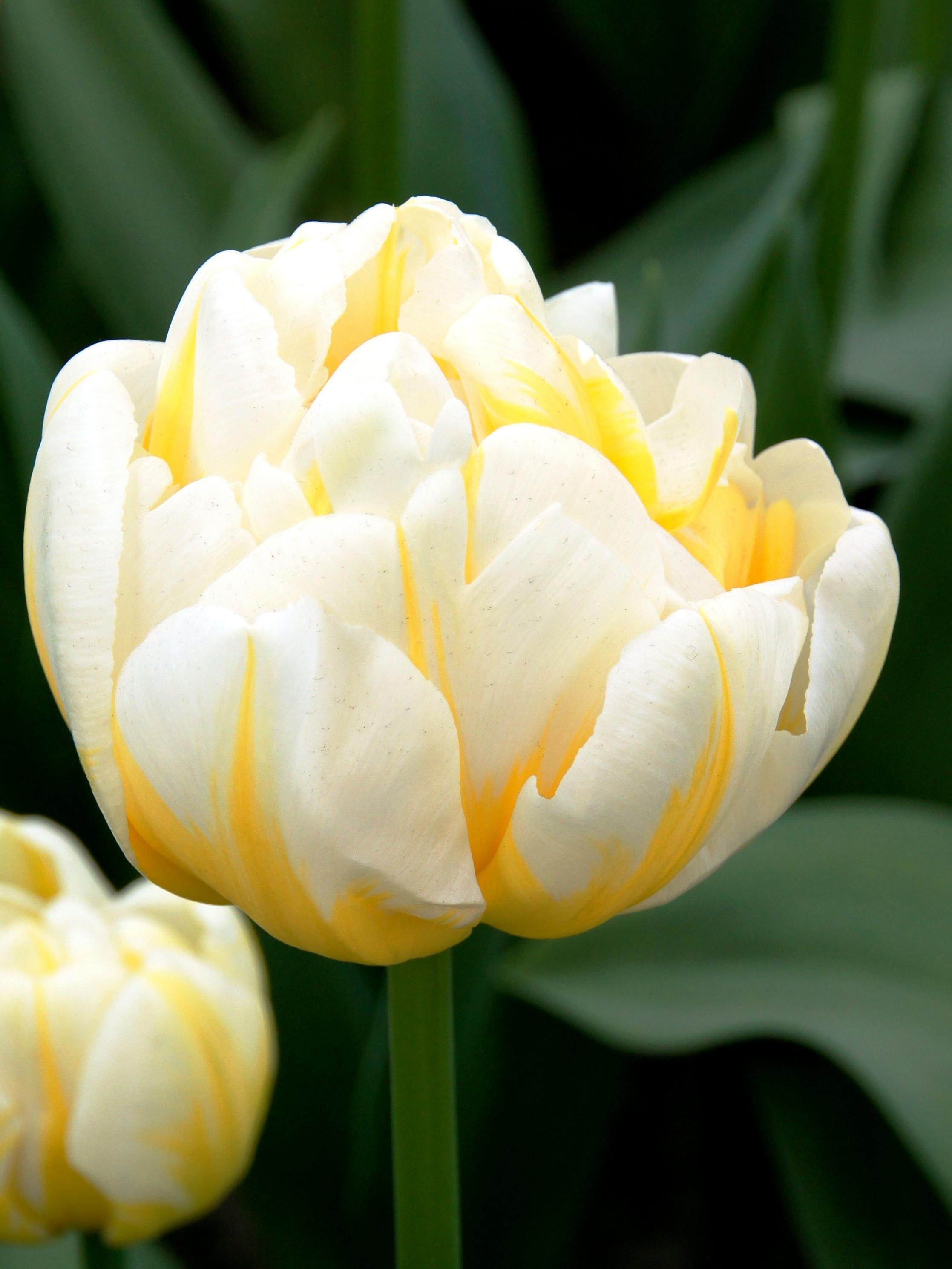 Tulip Double Late 'Flaming Evita' - Coming Soon for Fall 2024 from Leo Berbee Bulb Company