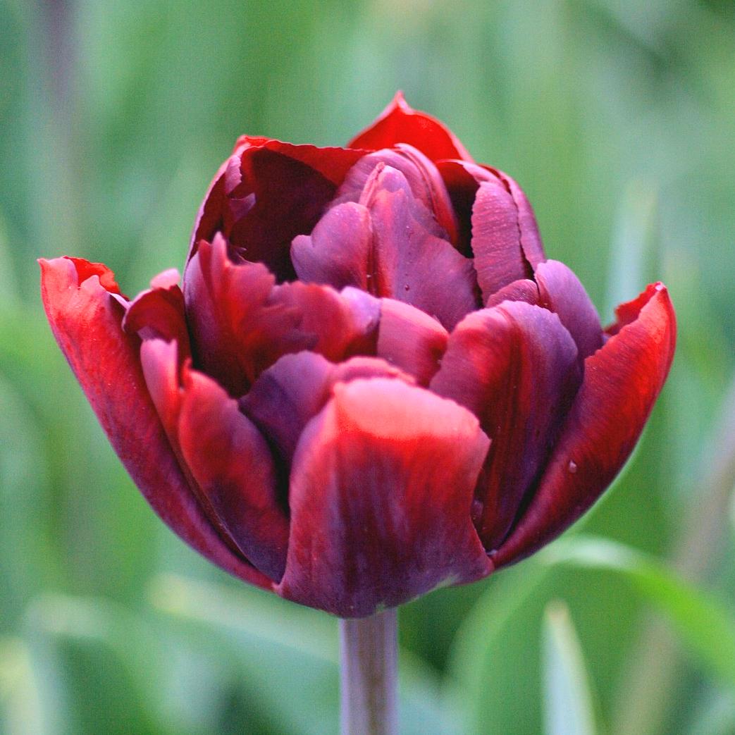Tulip Double Late 'Uncle Tom' - Coming Soon for Fall 2024 from Leo Berbee Bulb Company