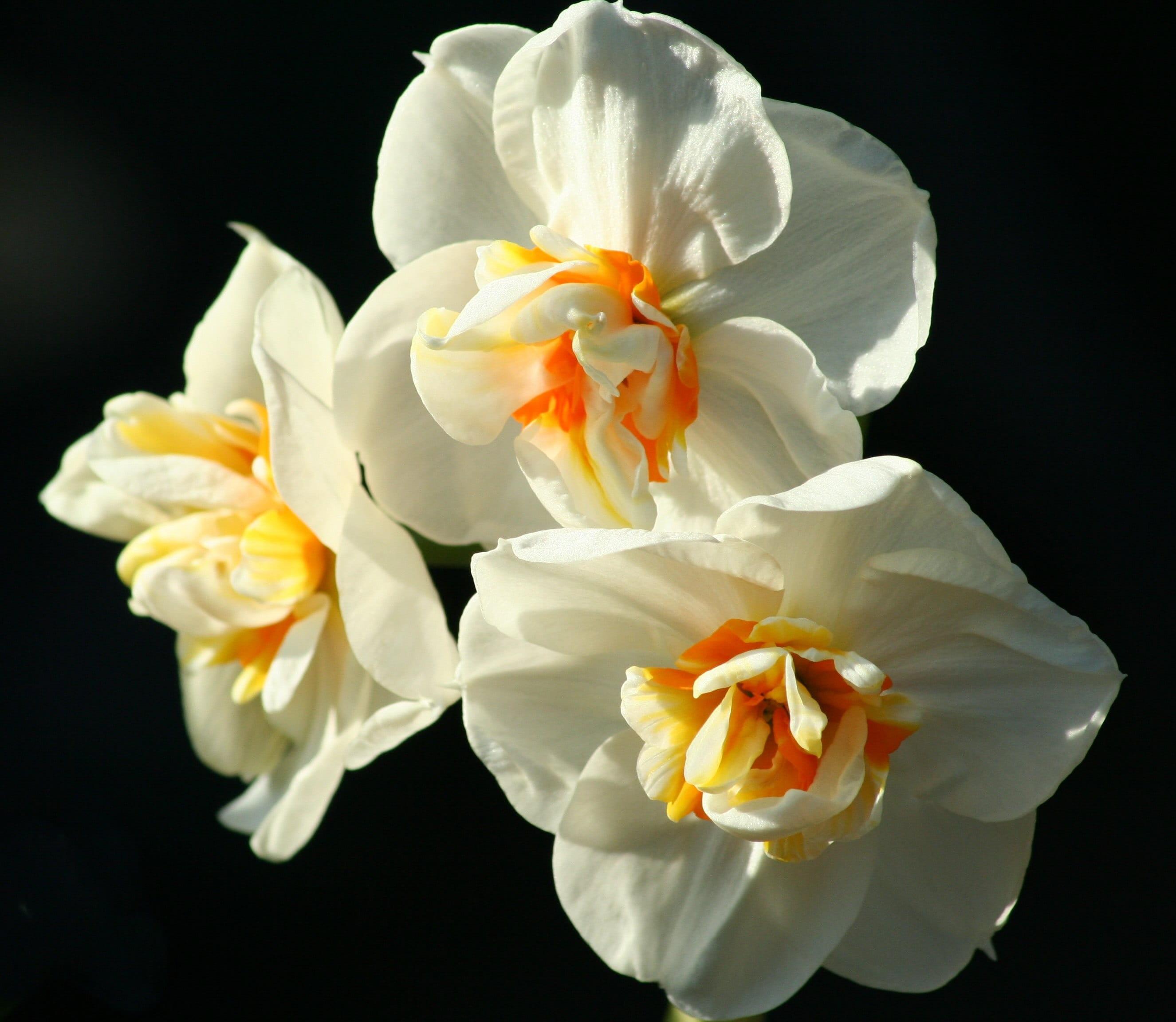 Daffodil Double 'Flower Drift' - Coming Soon for Fall 2024 from Leo Berbee Bulb Company