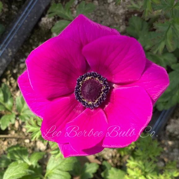 Anemone 'Carmel Pink' - from Leo Berbee Bulb Company