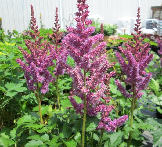 Astilbe Purple (chinensis hyb) from Leo Berbee Bulb Company