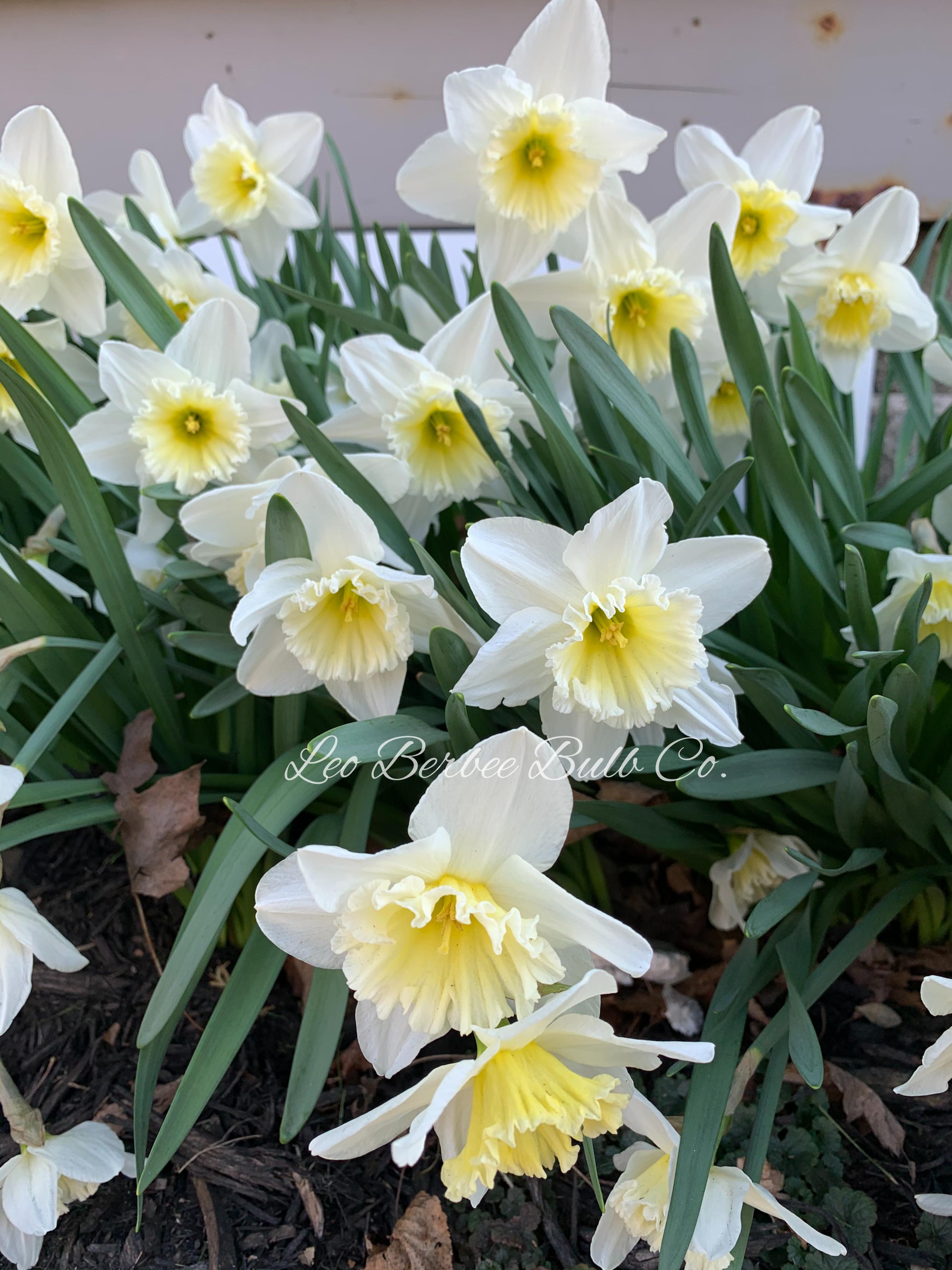 Daffodil Large Cupped Ice Follies from Leo Berbee Bulb Company