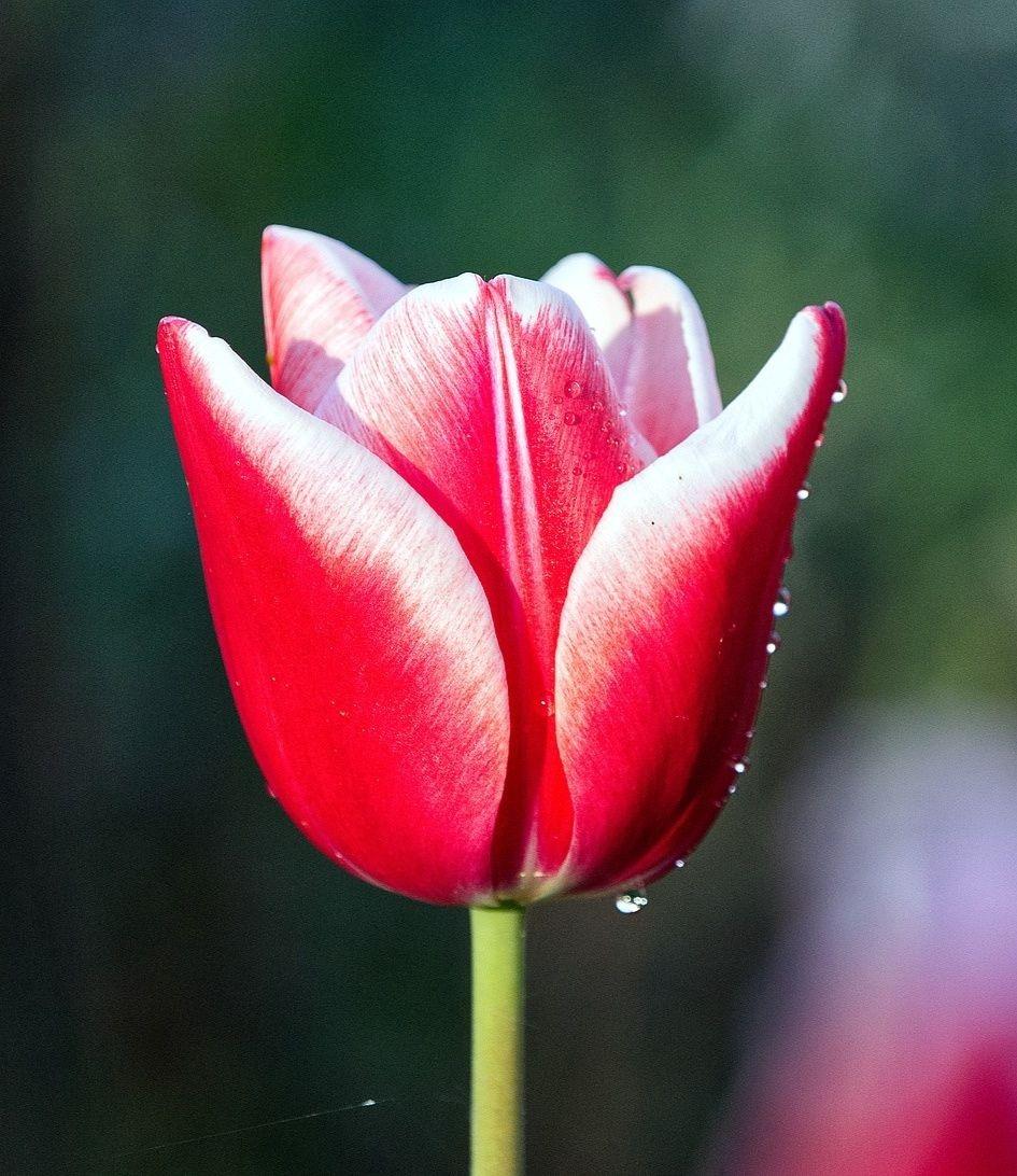 Precooled Tulip Triumph 'Leen Van Der Mark' - Tulip from Leo Berbee Bulb Company