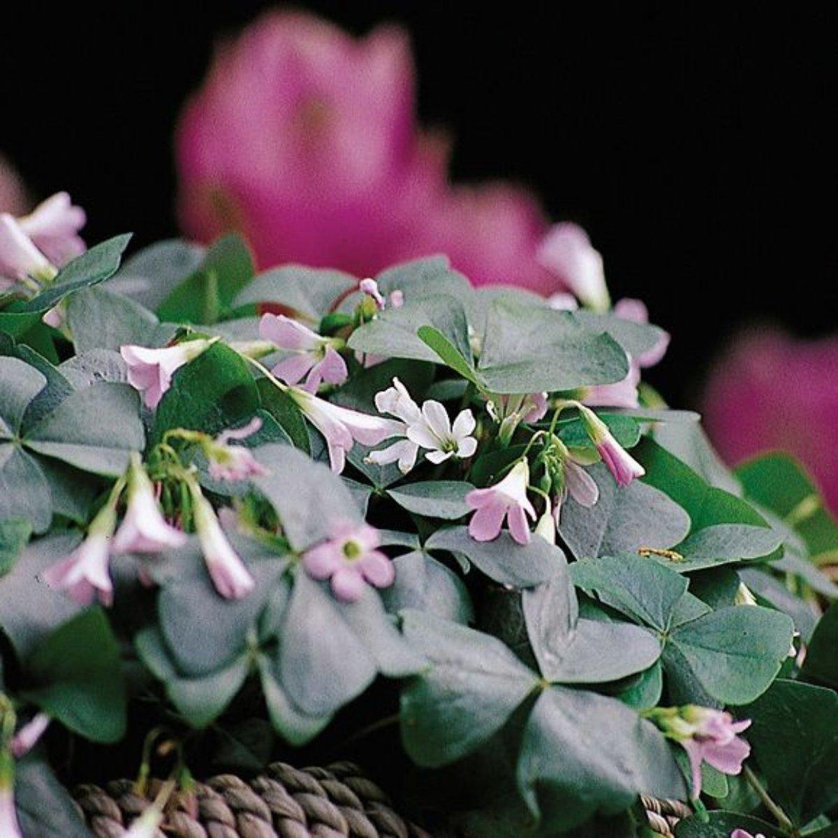 Oxalis Regnelli 'Fanny' - Fanny from Leo Berbee Bulb Company