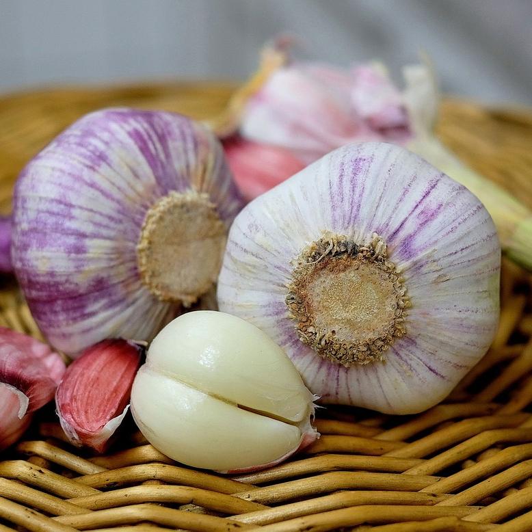 Collection - Packaged Garlic from Leo Berbee Bulb Company