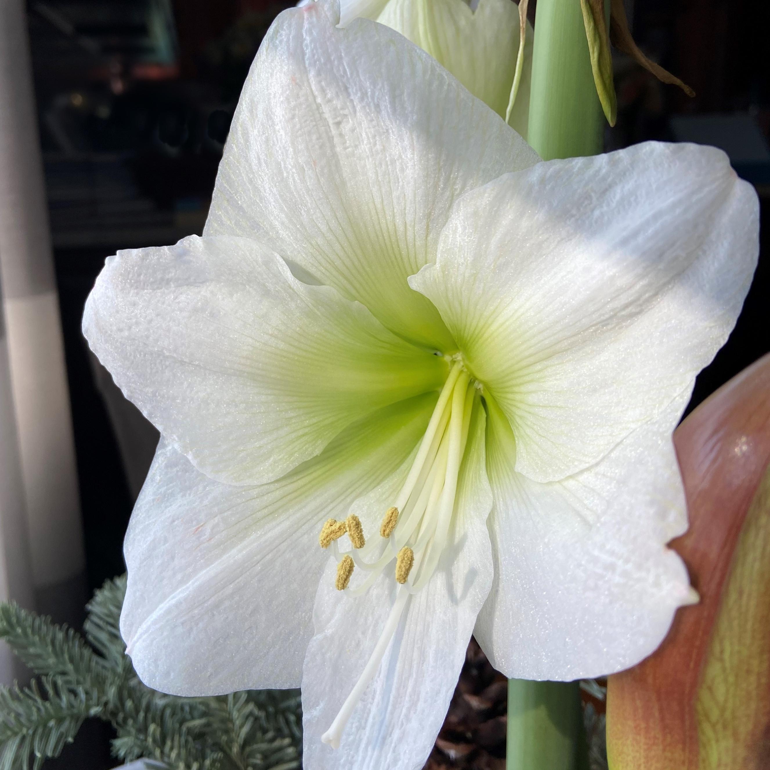 Hippeastrum Southern Hemisphere 'Denver' - Christmas Forcing Amaryllis - Pre-Order for Fall 2025 from Leo Berbee Bulb Company