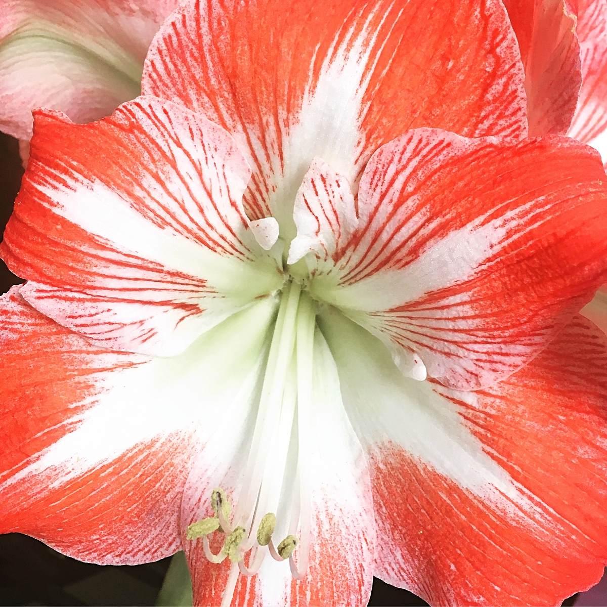 Hippeastrum Southern Hemisphere 'Minerva' - Christmas Forcing Amaryllis - Pre-Order for Fall 2025 from Leo Berbee Bulb Company