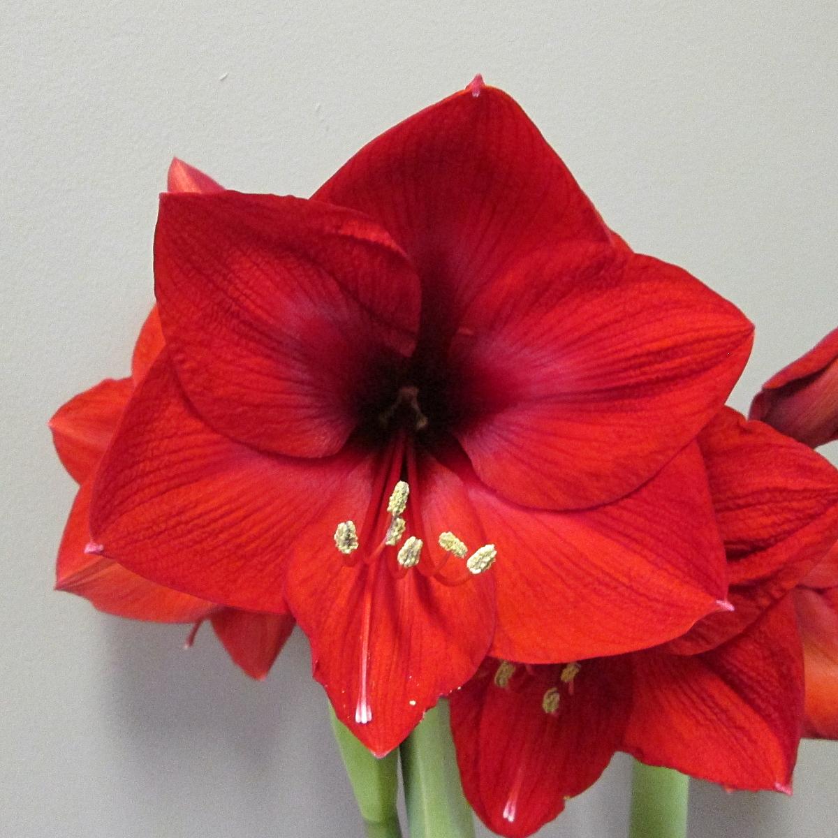 Hippeastrum Southern Hemisphere 'Olaf' - Christmas Forcing Amaryllis - Pre-Order for Fall 2025 from Leo Berbee Bulb Company