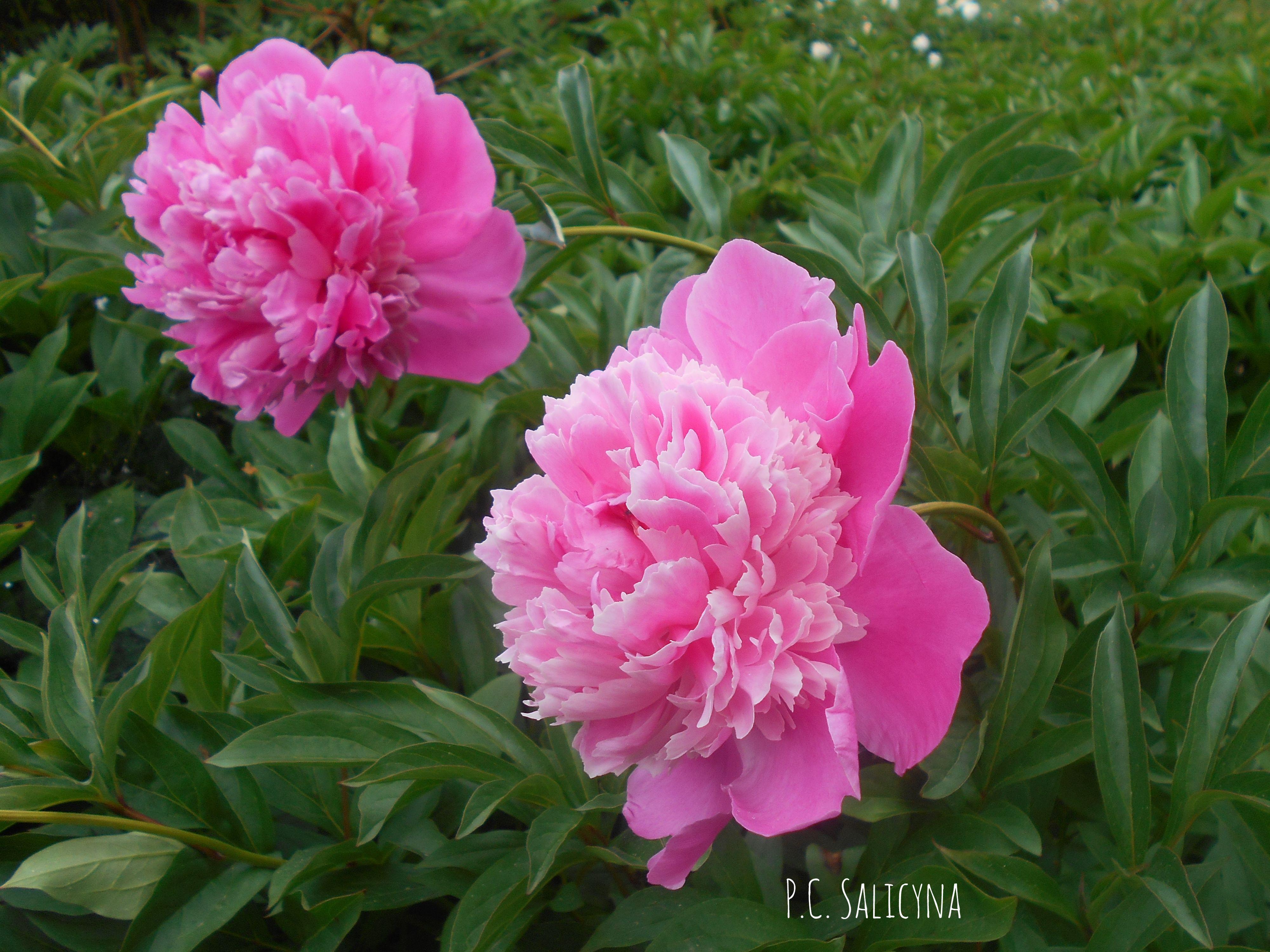 Peony lactiflora 'Barbara' - Pre-Order for Fall 2025 from Leo Berbee Bulb Company