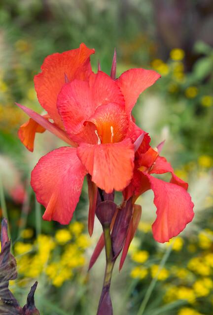 Canna - Coming Soon for 2026 from Leo Berbee Bulb Company