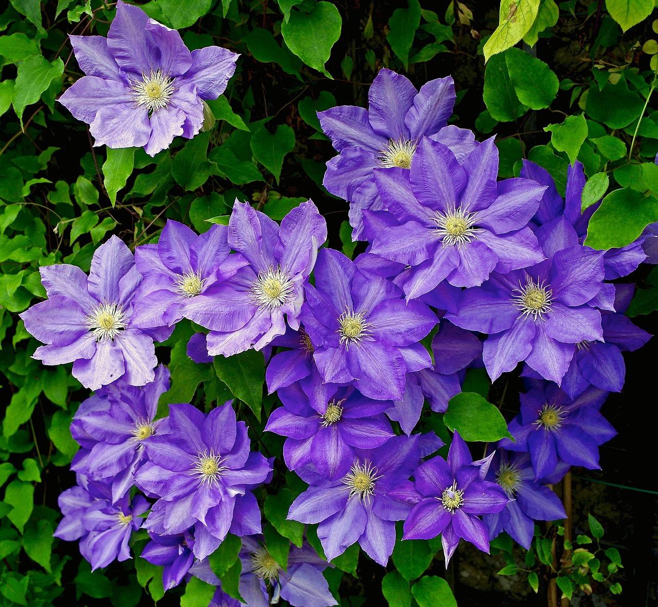 Clematis - Coming Soon for 2026 from Leo Berbee Bulb Company