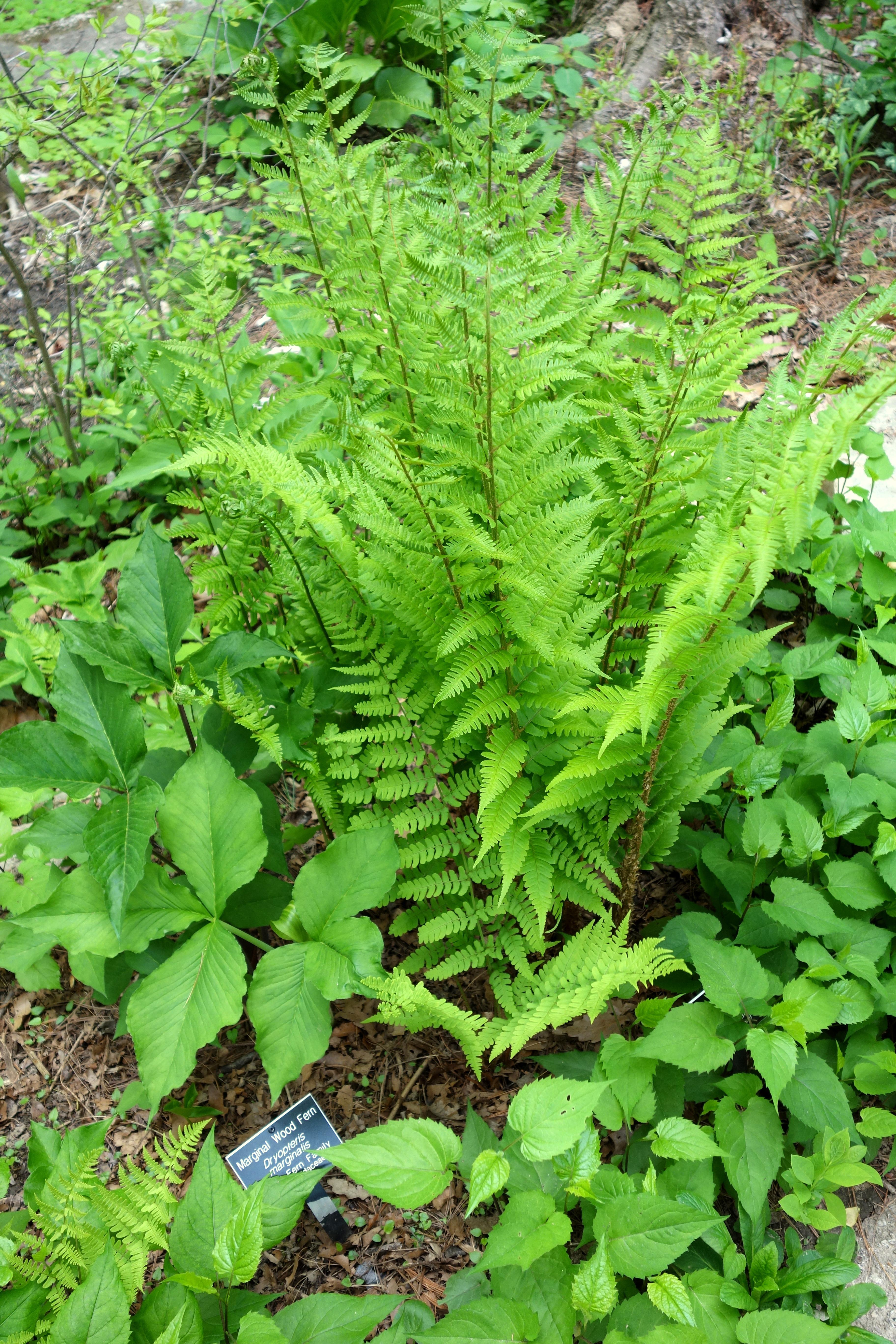 Ferns - Coming Soon for 2026 from Leo Berbee Bulb Company