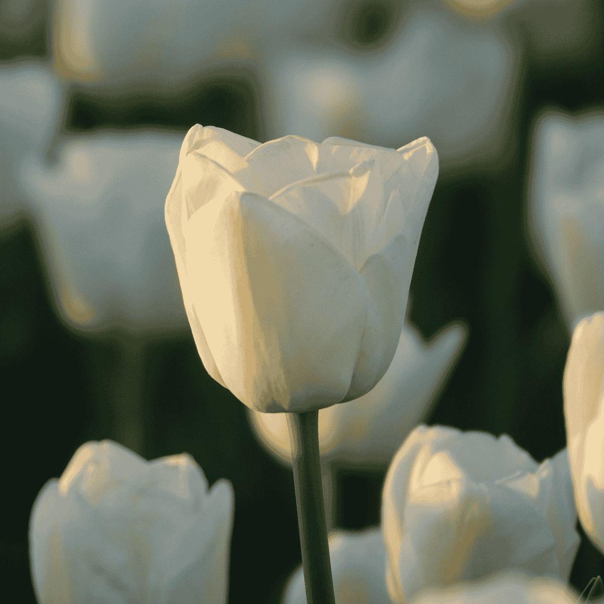 Precooled Tulips Single Late 'Angel's Wish' - Pre-Order for Fall 2025 from Leo Berbee Bulb Company