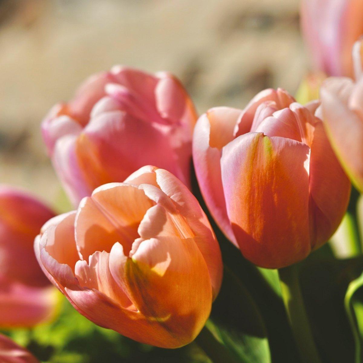 Precooled Tulips Single Early 'Apricot Beauty' - Pre-Order for Fall 2025 from Leo Berbee Bulb Company