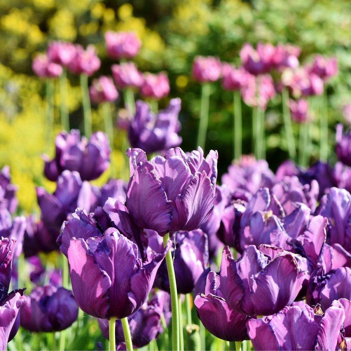 Precooled Tulips Parrot 'Blue Parrot' - Pre-Order for Fall 2025 from Leo Berbee Bulb Company