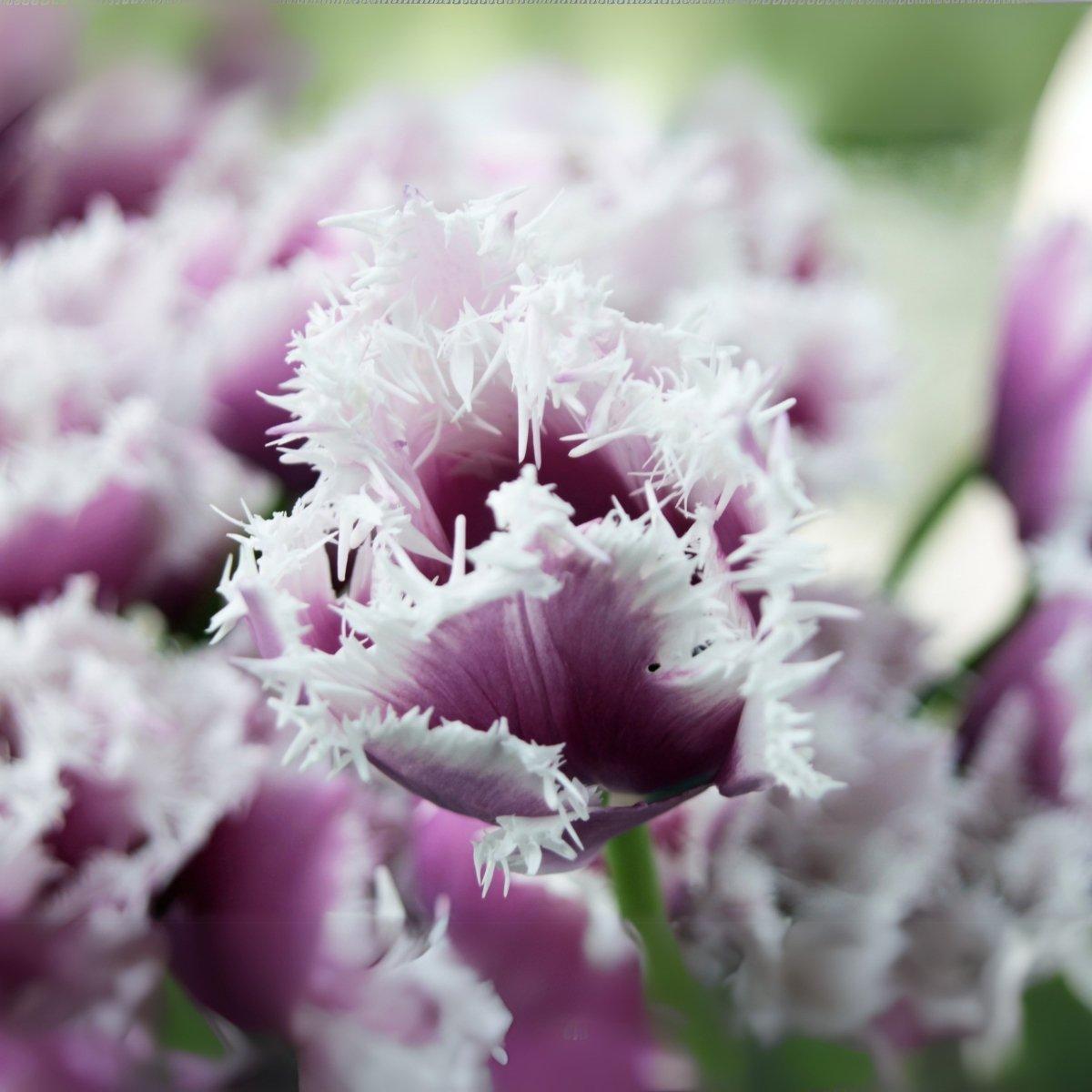Precooled Tulips Fringed 'Crunchy Cummins' - Pre-Order for Fall 2025 from Leo Berbee Bulb Company