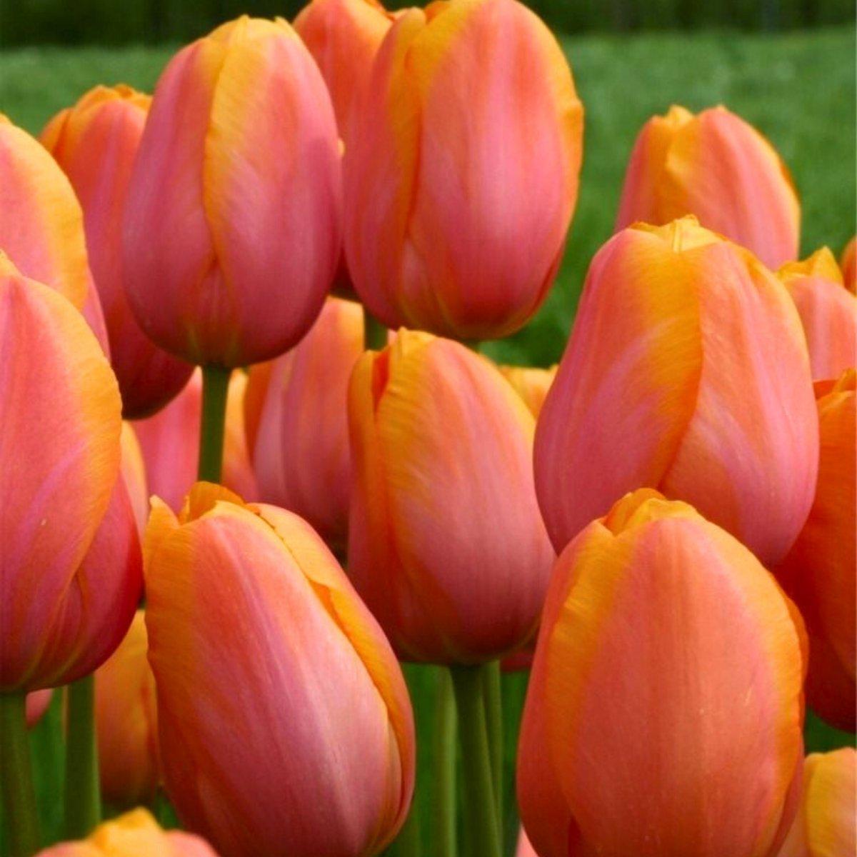 Precooled Tulips Single Late 'Dordogne' - Pre-Order for Fall 2025 from Leo Berbee Bulb Company