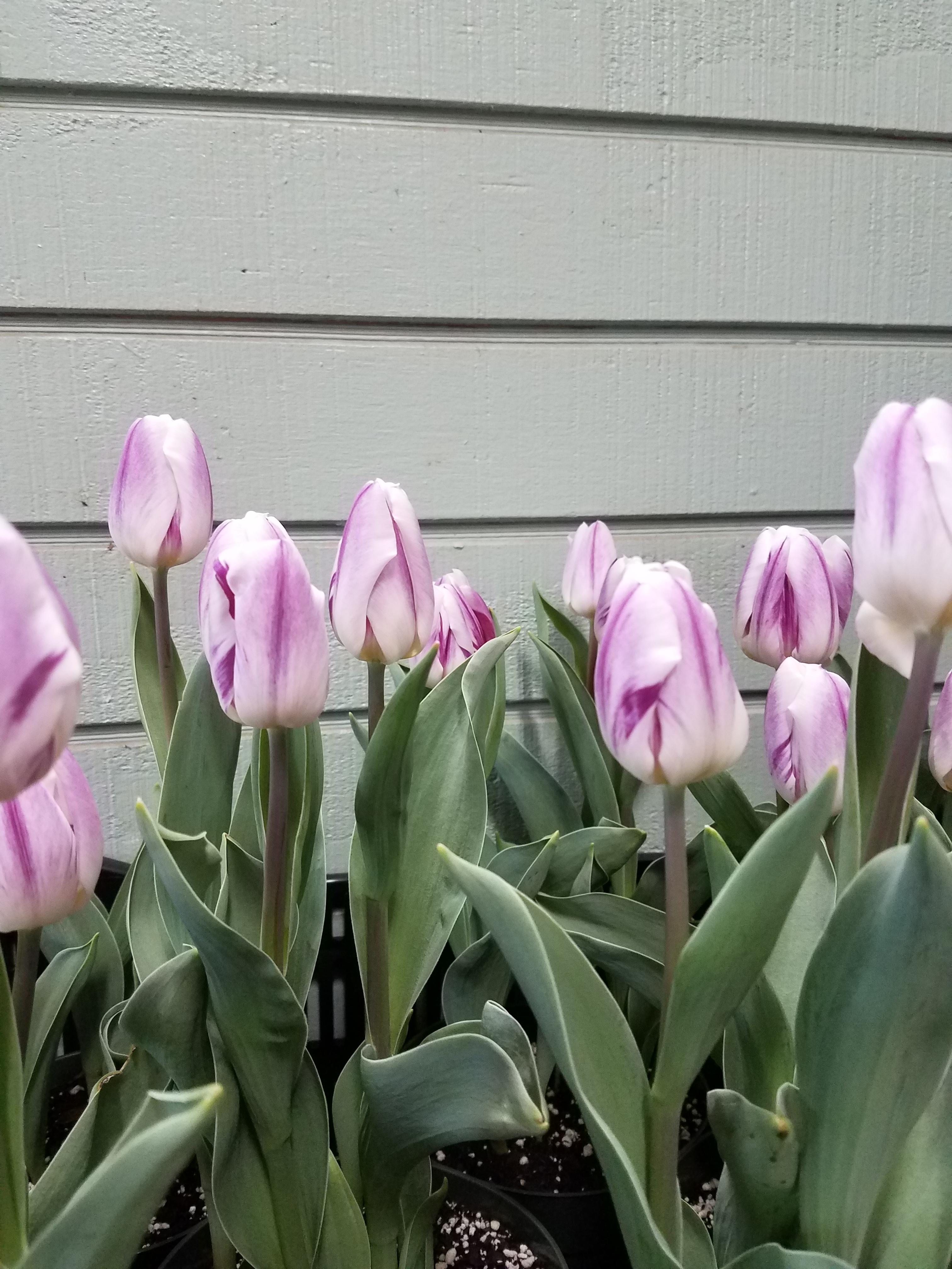 Precooled Tulips Triumph 'Flaming Flag' - Pre-Order for Fall 2025 from Leo Berbee Bulb Company