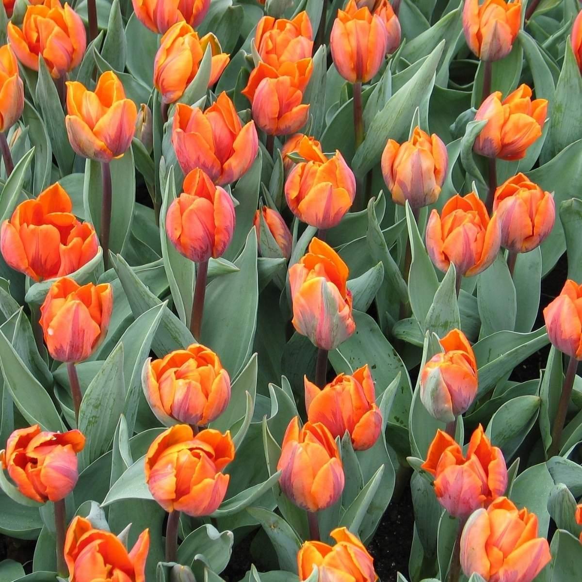 Precooled Tulips Triumph 'Hermitage' - Pre-Order for Fall 2025 from Leo Berbee Bulb Company