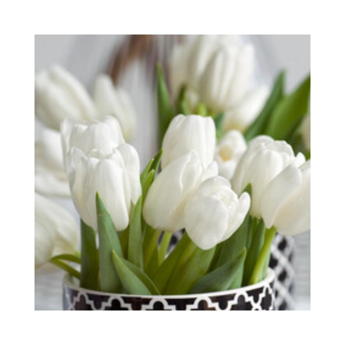 Precooled Tulips Single Late 'Maureen' - Pre-Order for Fall 2025 from Leo Berbee Bulb Company