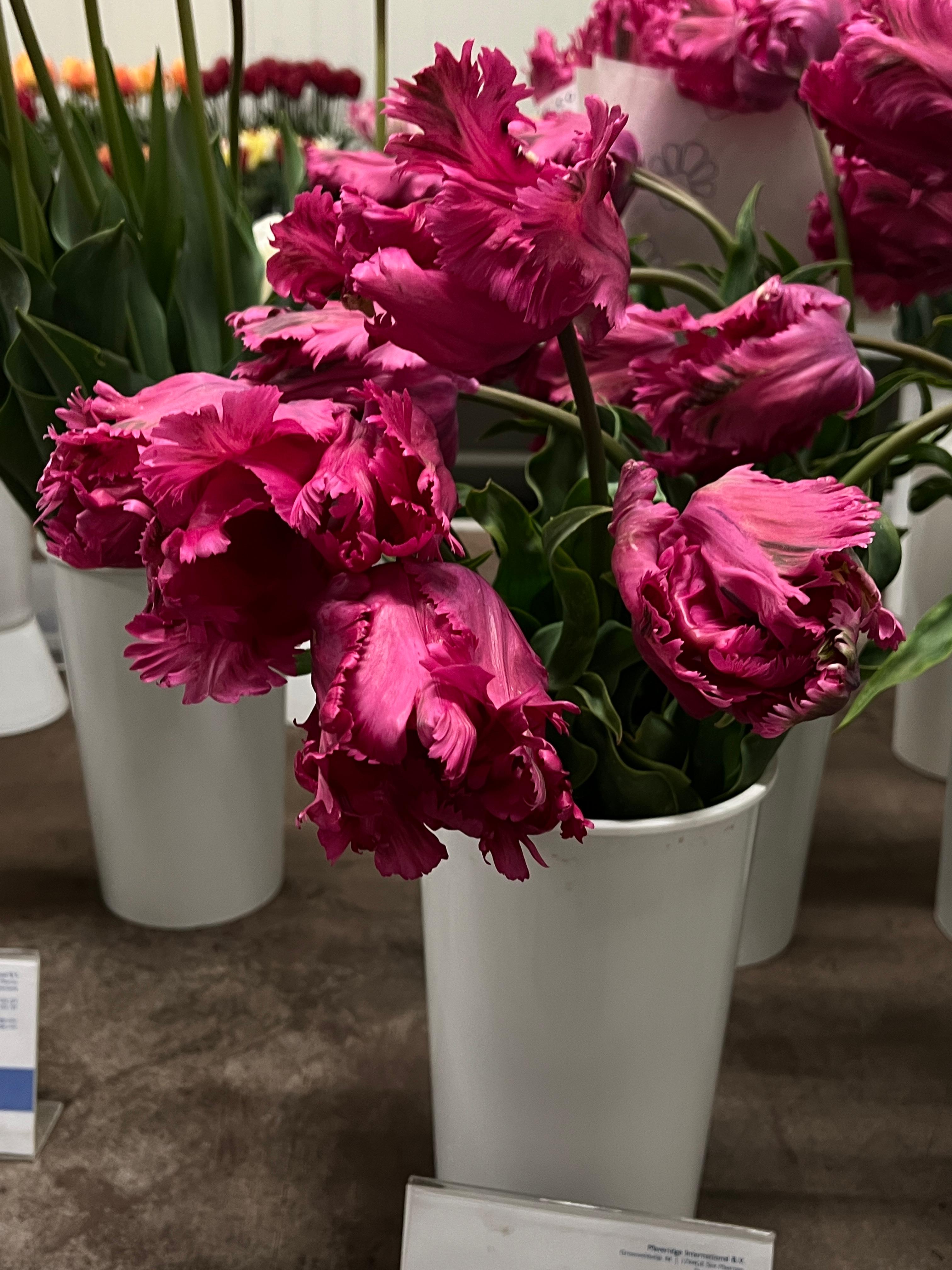Precooled Tulips Parrot 'Power Parrot' - Pre-Order for Fall 2025 from Leo Berbee Bulb Company