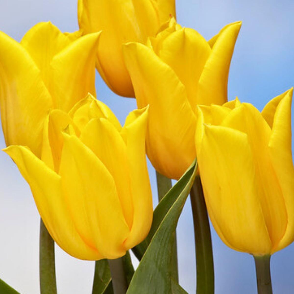 Precooled Tulips Triumph 'Strong Gold' - Pre-Order for Fall 2025 from Leo Berbee Bulb Company