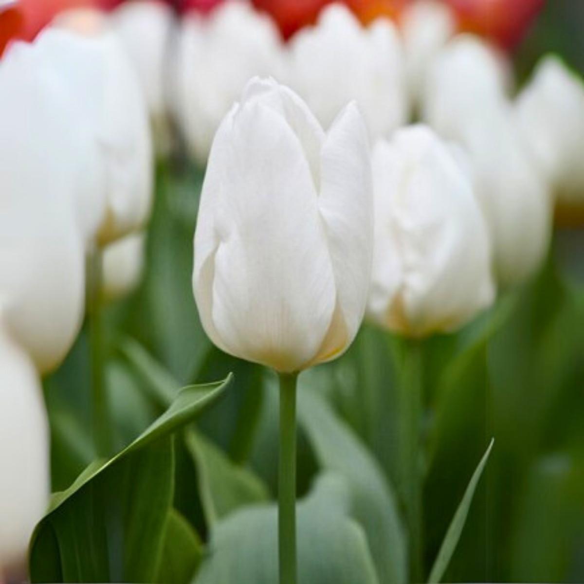 Precooled Tulips Single Early 'White Prince' - Pre-Order for Fall 2025 from Leo Berbee Bulb Company