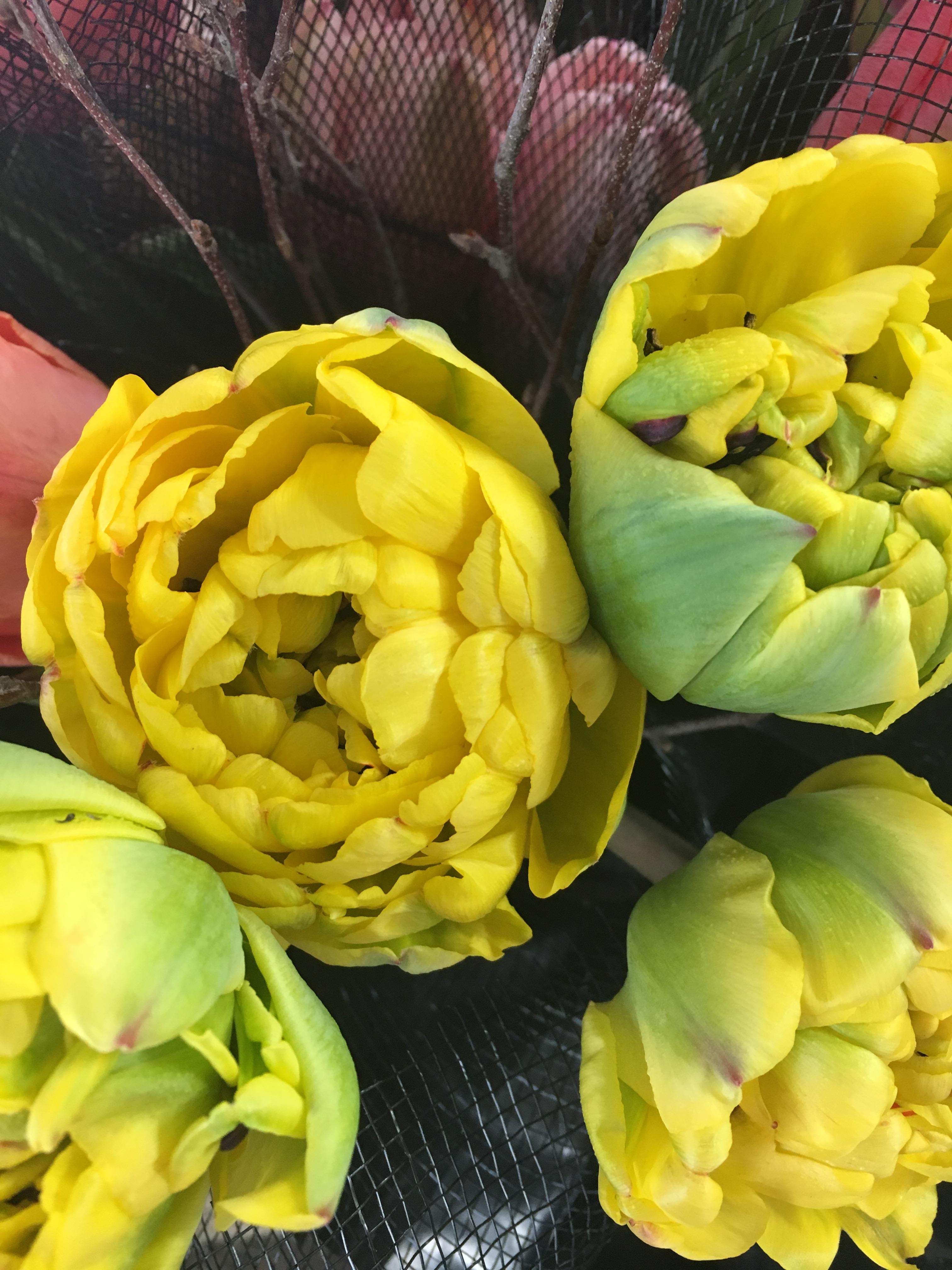Precooled Tulips Double Late 'Yellow Pomponette' - Pre-Order for Fall 2025 from Leo Berbee Bulb Company