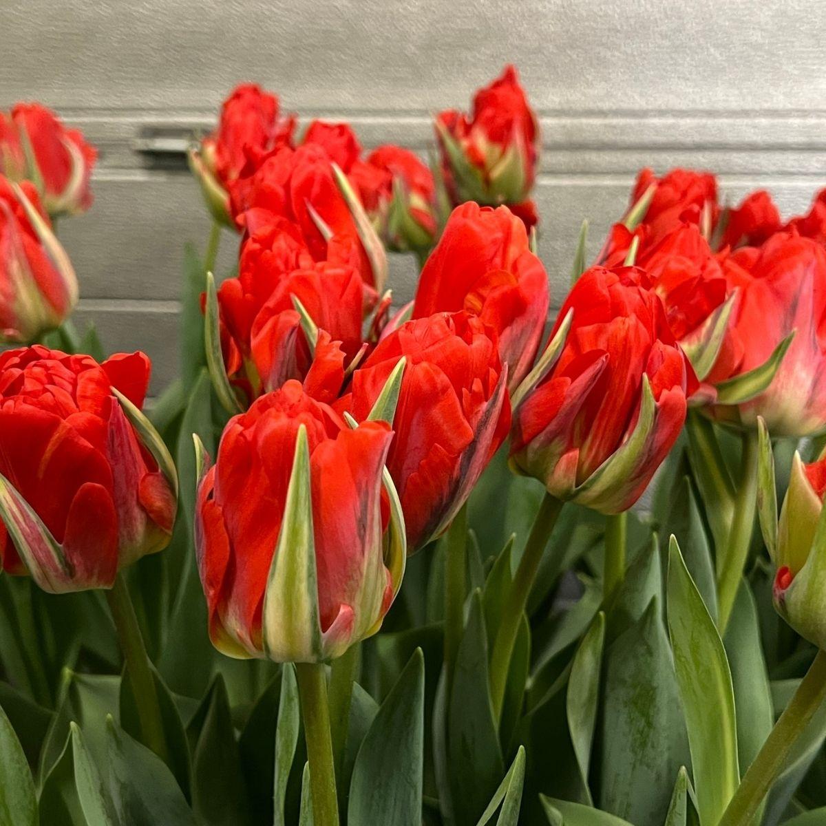 Tulip Double Early 'Red Bono' - Pre-Order for Fall 2025 from Leo Berbee Bulb Company