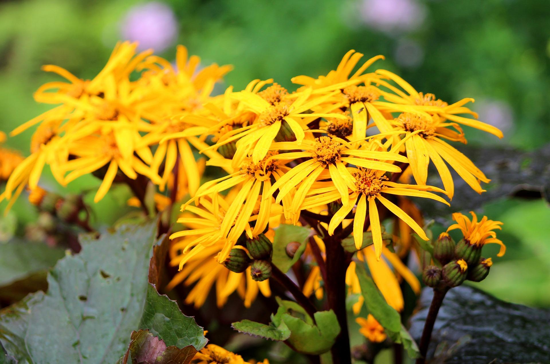 Ligularia 'Othello' - Leopard Plant (Shipping begins Feb. 2022) from Leo Berbee Bulb Company