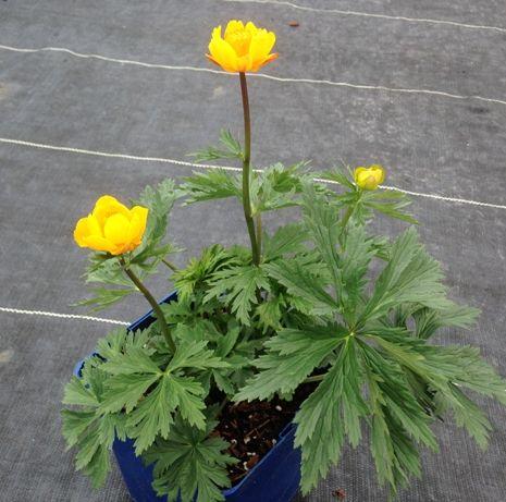 Trollius Lemon Queen from Leo Berbee Bulb Company