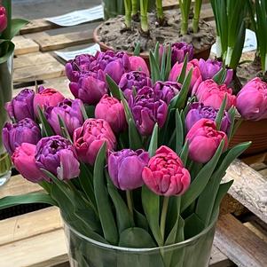 Tulip Medley Berry and Bloom