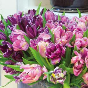 Tulip Medley Savannah Romance