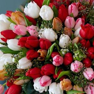 Tulip Medley Sweetheart Surprise