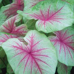 Caladium 