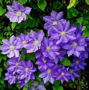 Clematis 