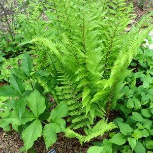Ferns 