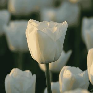 Precooled Tulips Single Late Angel's Wish