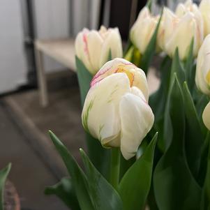 Precooled Tulips Double Late Double Shake