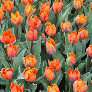 Precooled Tulips Triumph Hermitage