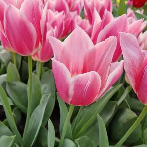 Precooled Tulips Single Early Mandy's Choice