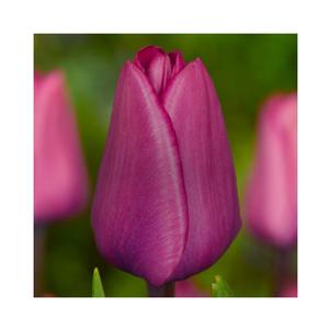 Precooled Tulips Triumph Ozon