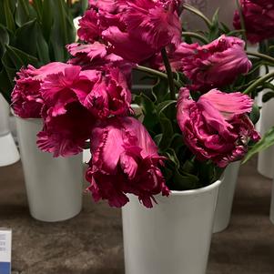 Precooled Tulips Parrot Power Parrot