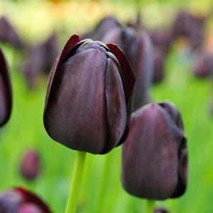 Precooled Tulips Single Late Queen of Night