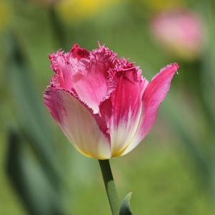 Precooled Tulips Fringed Sweet Paradise